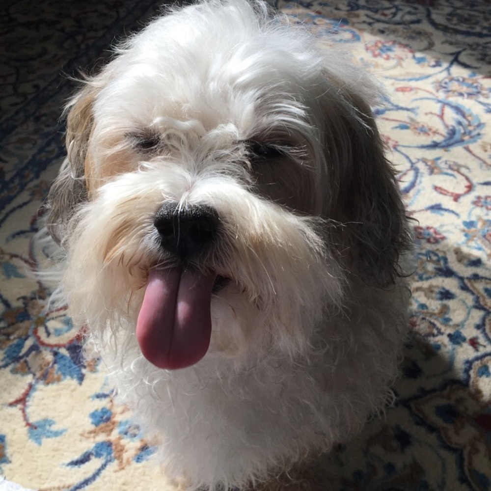 Meet your Posher, Ash